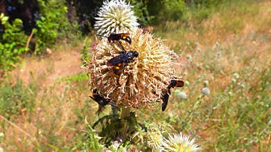 Scolia hirta, medium-sized wild wasp collecting nectar on flowers in the garden