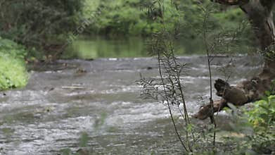 Green leaves trees blowing near river.