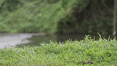Green leaves trees blowing near river.