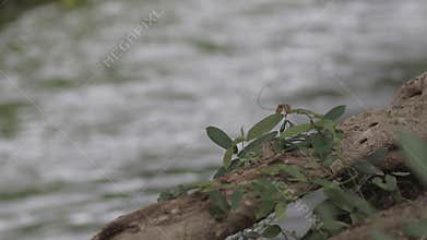 Green leaves trees blowing near river.