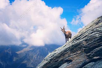 Close encounter with an ibex at high altitude in the Alps