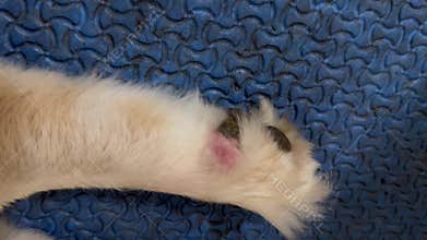 Skin infection on dog leg,Redness and inflammation,show Dermatitis disease