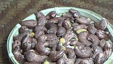 cashew nut scene, cashew shelling