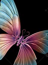 Butterfly 3 of 3