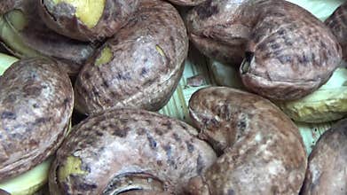 cashew nut scene, cashew shelling