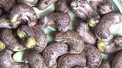 cashew nut scene, cashew shelling