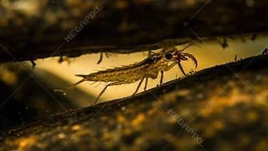 Predatory mayfly nymph: underwater macro view of aquatic insect larva in natural habitat