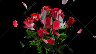 Broken bouquet of roses