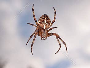 Cross back spider