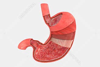 Stomach