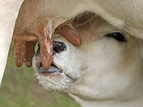 Calf drinking milk