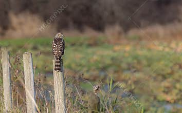 Sharp-shinned hawk\" Accipiter striatus \" .