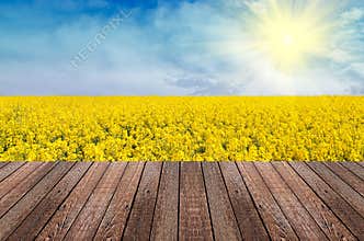 Summer background