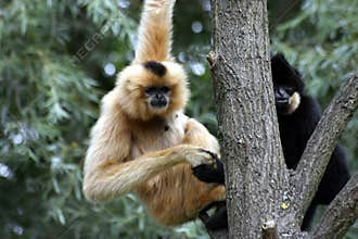 Gibbons