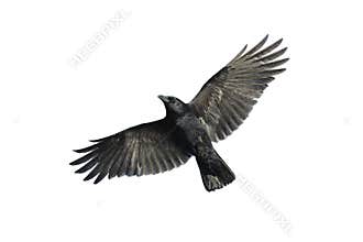 Carrion crow in flight