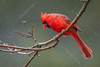 A Male Northern Cardinal