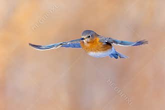 Eastern Bluebird In The Sunshine