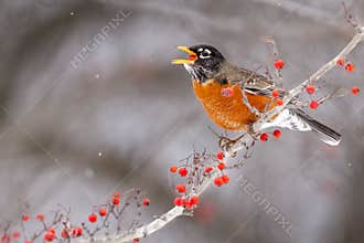 An American Robin In Crabapple Tree