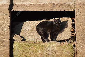 Natural Framing of Black Cat in the Park