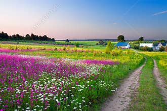Landscape with a blossoming meadow, the road and a farm