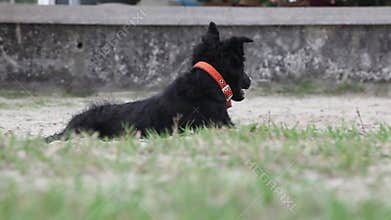 Funny Dog