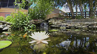 Koi Pond