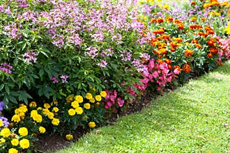 Colorful flower design in garden