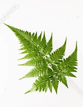 Fern