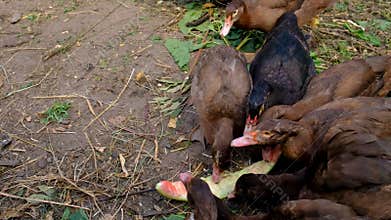 Child feeding grass to ducks and chickens on a farm. Selective focus.