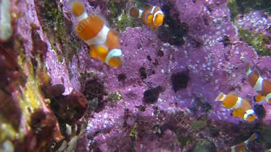 Clown Fish Swimming Underwater