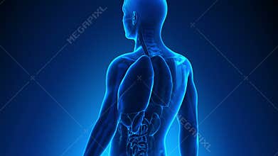 Male anatomy - Human Heart