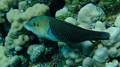 Thicklip wrasse or blackeye thicklip (Hemigymnus melapterus) undersea, Red Sea