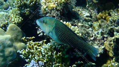 Thicklip wrasse or blackeye thicklip (Hemigymnus melapterus) undersea, Red Sea