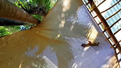 Ceiling view in the tropical restaurant between palm trees Mexico