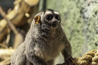 three-striped night monkey, also known as northern night monkey or northern owl monkeyin Zagreb zoo