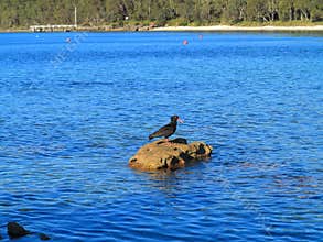 Sooty Oystercatcher shorebird on rock in blue water