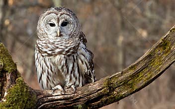 Barred Owl