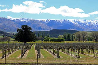 Vineyards in central Otago
