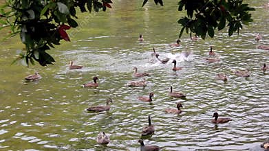 Diving Ducks 3