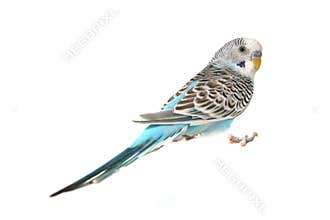 Blue Budgie Parakeet Bird