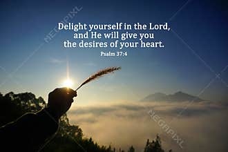Bible verse quote - Delight yourself in the Lord, and He will give you the desires of your heart. Psalm 37:4