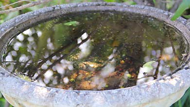 Flowers In Bird Bath 1