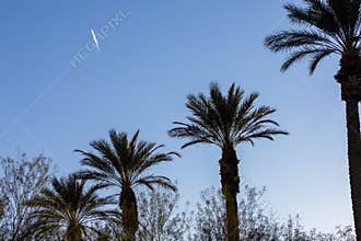 Palm trees and blue skies in Las Vegas