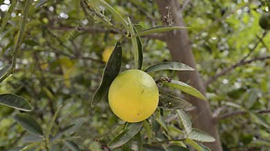 Picking fresh Lemon