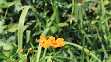 Butterfly feed on marigold
