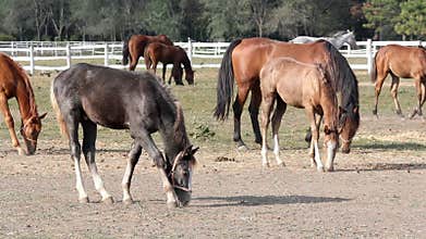 Grey foal and horses