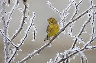 Yellowhammer on rimed branch of tree. Winter season.