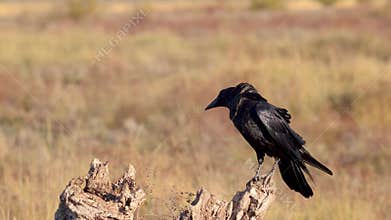 Common Raven perched on branch, calling in the wind