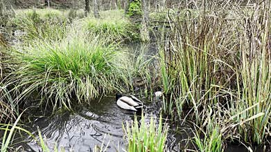 Male mallard duck swimming in a serene pond surrounded by