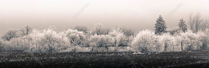 Winter Rural Panorama